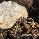 Pagurus cuanensis